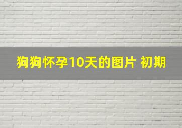 狗狗怀孕10天的图片 初期